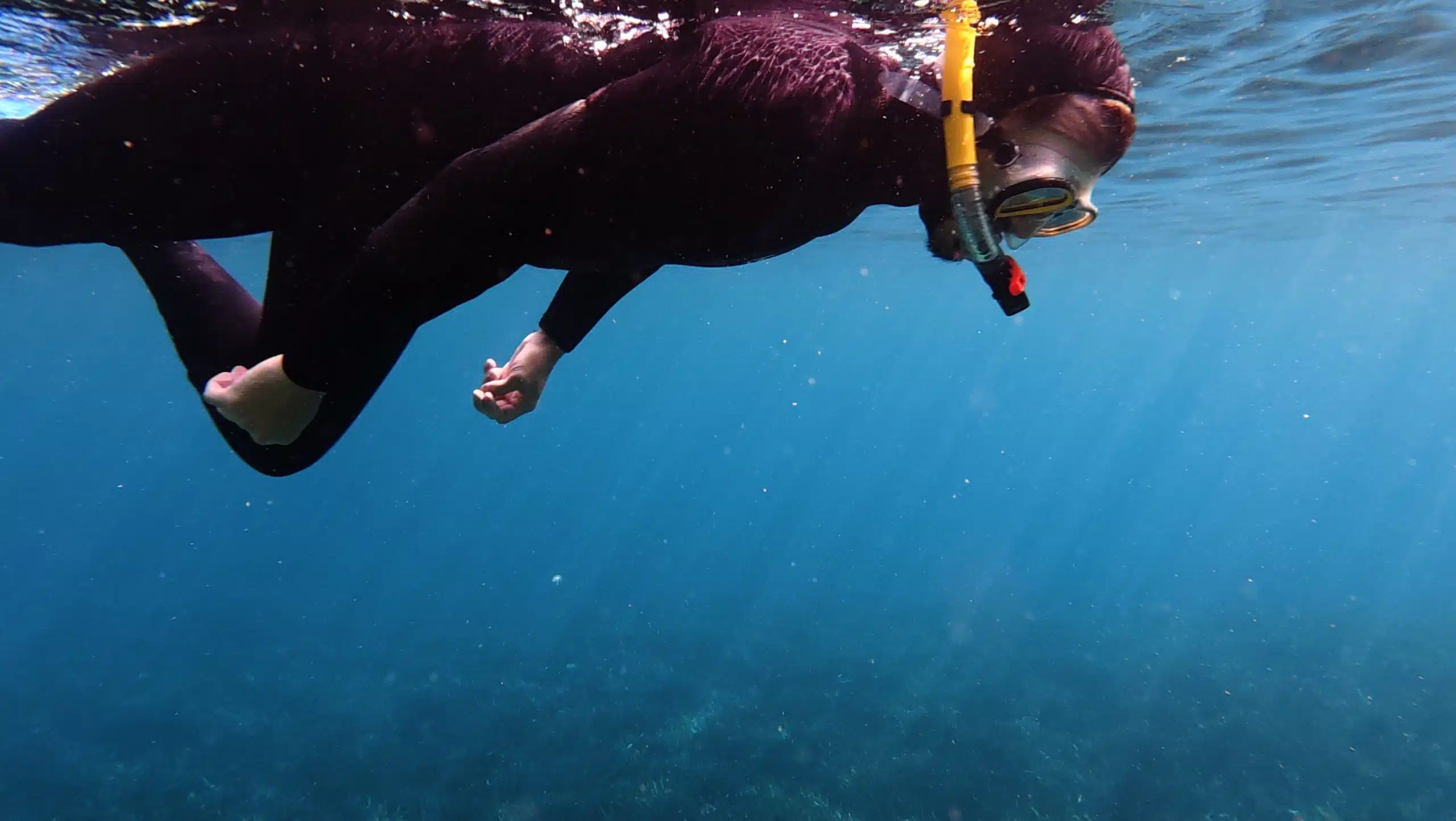 randonnée palmée snorkeling mugel la ciotat