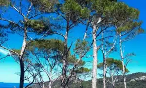 chasse au trésor orientation team building avec expenature porquerolles