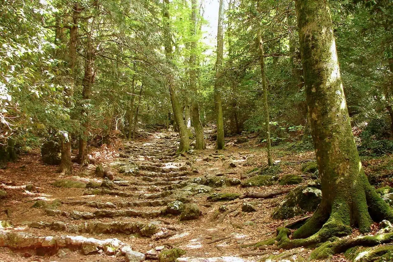 nature and botany hiking off the beaten track original guided hiking nature immersion Provence flora and geology discovery guided family hiking